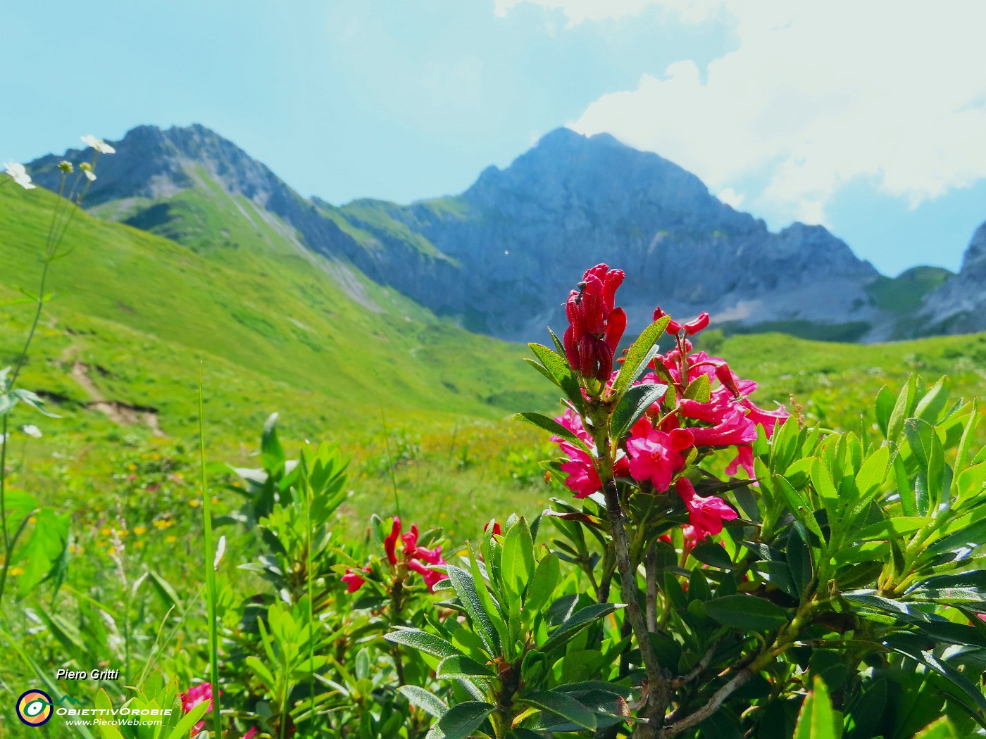 59 Rhododendron ferrugineum (Rododendro rosso) con Corna Piana.JPG